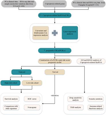 Construction and validation of a novel cuproptosis-related long noncoding RNA signature for predicting the outcome of prostate cancer